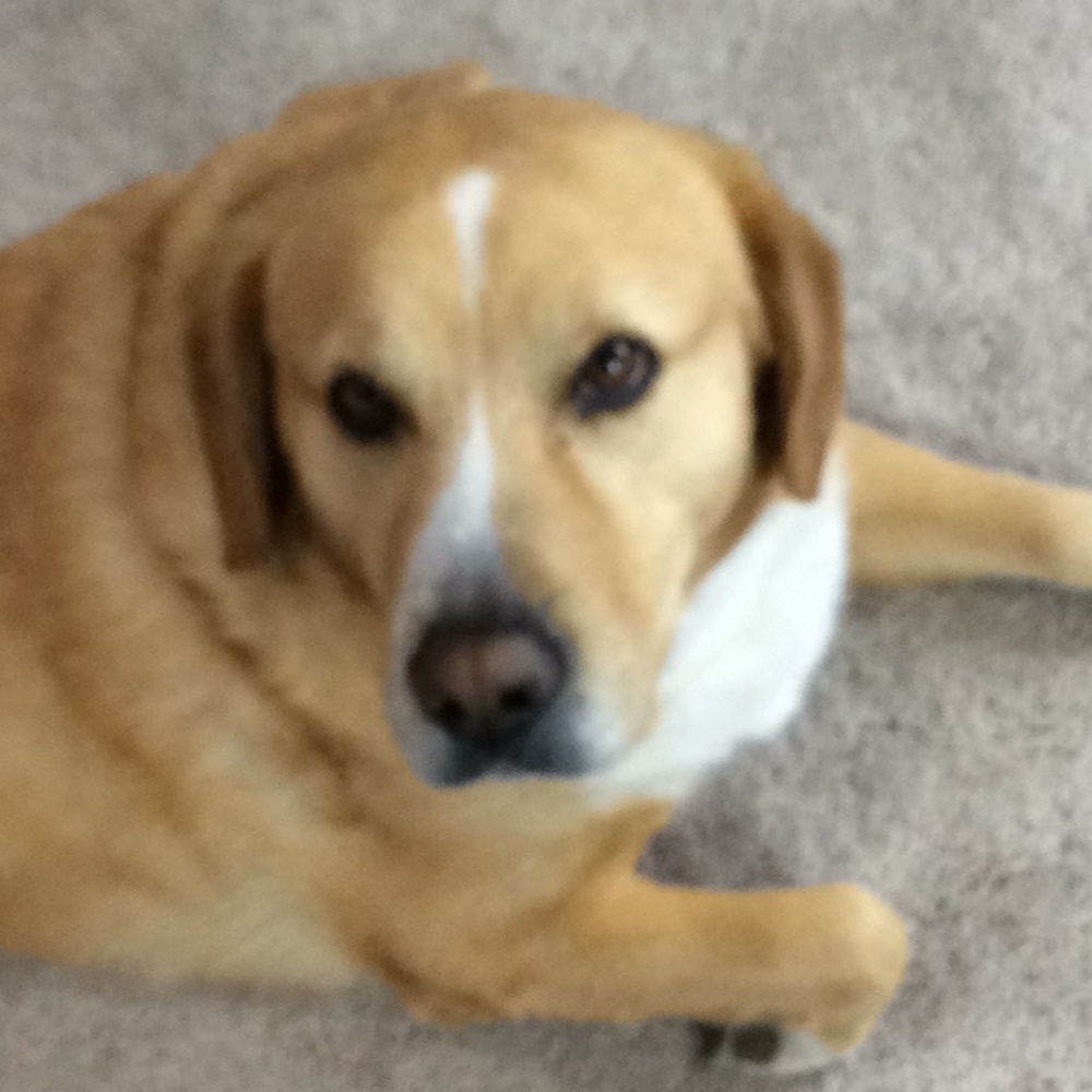 Meet your Posher, Marley